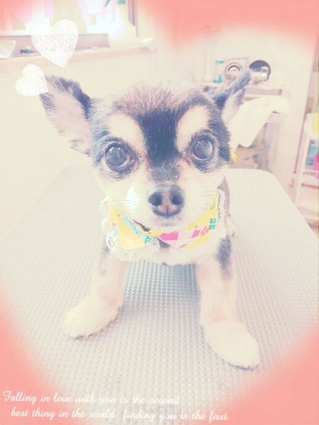 ５月１４日トリミング写真チョビ太