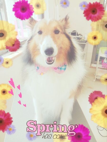 ５月１６日トリミングモア