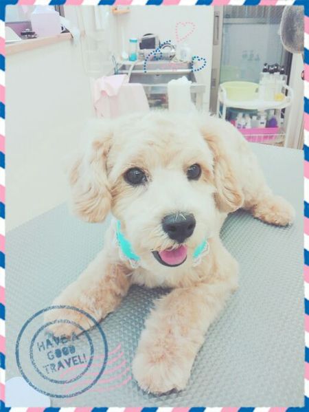 ５月１６日トリミング写真プー丸