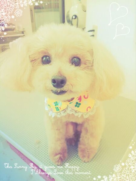 ５月１７日トリミング写真ポポロン