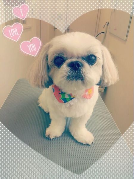 ５月２０日トリミング写真ひめ