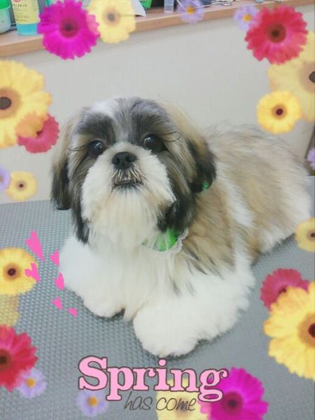 ５月２０日トリミング写真コロスケ