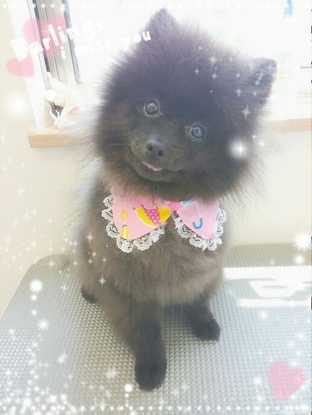 ５月２１日トリミング写真ゴア