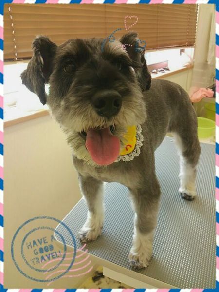 ５月２１日トリミング写真ホップ