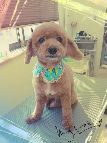 ５月２１日トリミング写真プピ