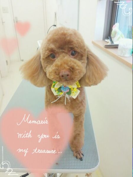 ５月２３日トリミング写真コロ