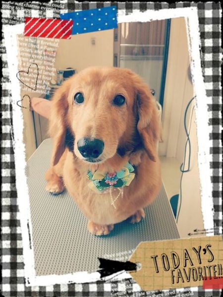 ５月２３日トリミング写真タルト