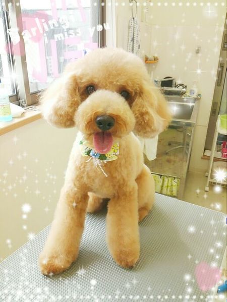 ５月２４日トリミング写真茶太丸