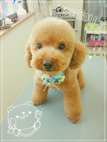 ５月２４日トリミング写真ぽん吉