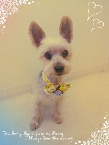 ５月２５日トリミング写真ココア