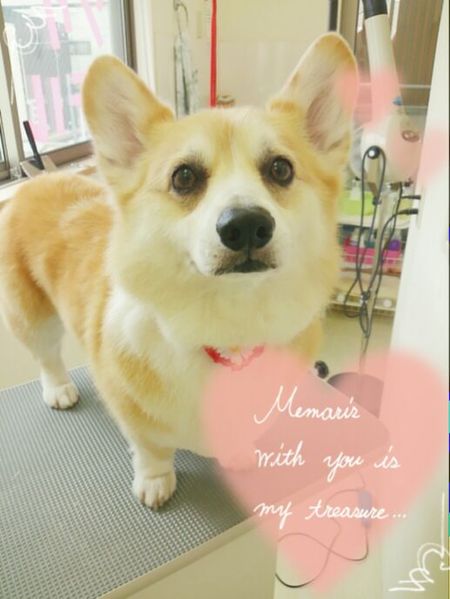 ５月２８日トリミング写真ビジュー