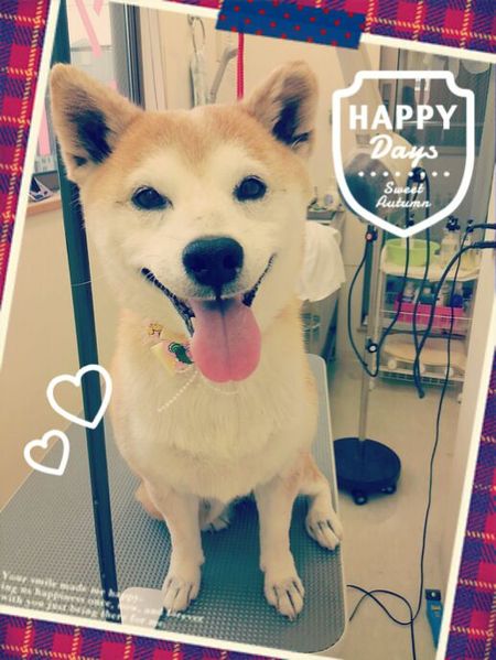 ５月２８日トリミング写真モカ