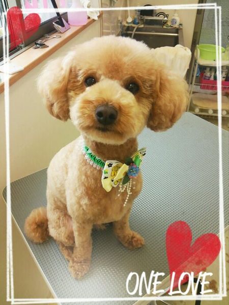 ５月３０日トリミング写真マロン