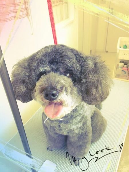 ５月３１日トリミング写真ナナ