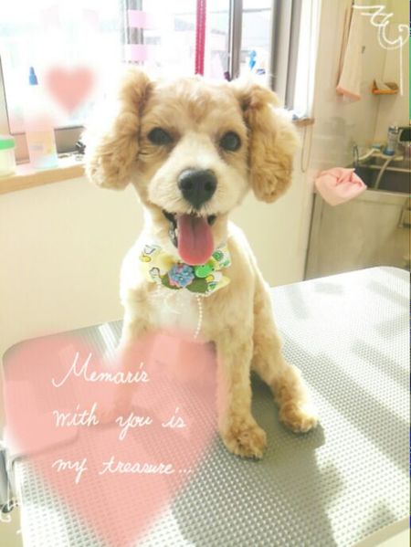 ５月３１日トリミング写真プー丸