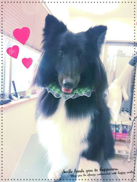 ５月３１日トリミング写真コーディー