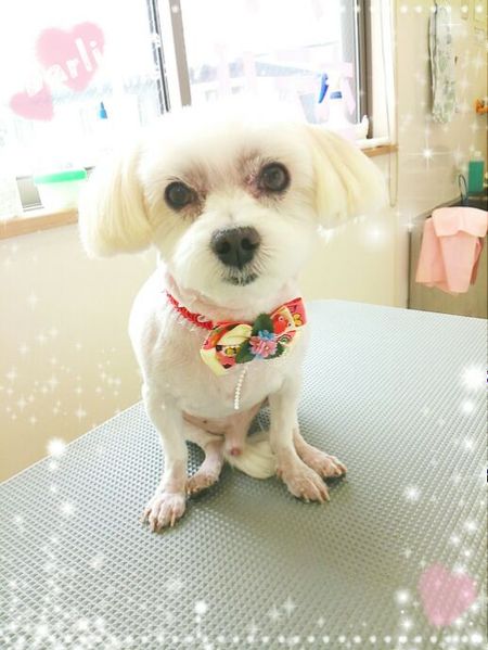 ６月１日トリミング写真カンタ