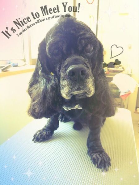 ６月４日トリミング写真ラズのサムネイル画像