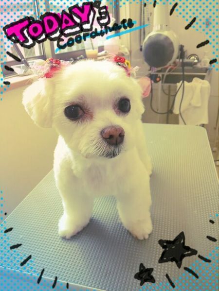 ６月４日トリミング写真そら