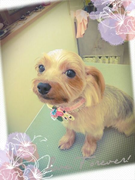 ６月４日トリミング写真ピース