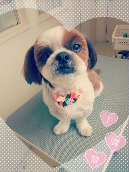 ６月６日トリミング写真友