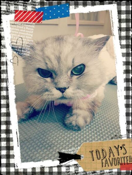 ６月６日トリミング写真ハナ