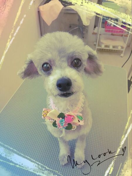 ６月７日トリミング写真ぷうた