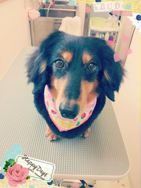 ６月７日トリミング写真ライス