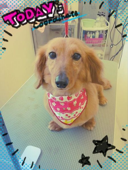 ６月８日トリミング写真ジジ