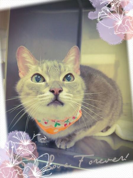 ６月８日トリミング写真グレ