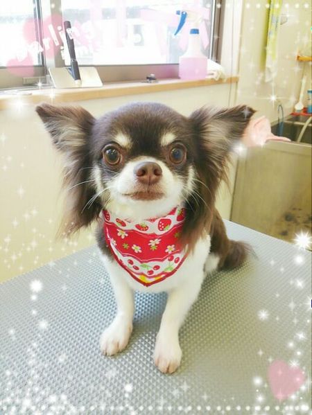 ６月１１日トリミング写真アルエ