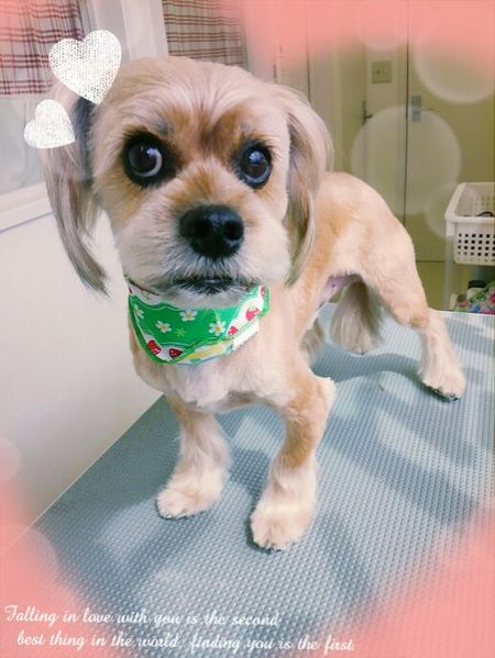 ６月１１日トリミング写真れおん