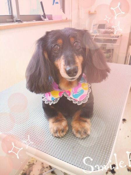 ６月１５日トリミング写真まろん