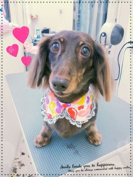 ６月１５日トリミング写真ころん