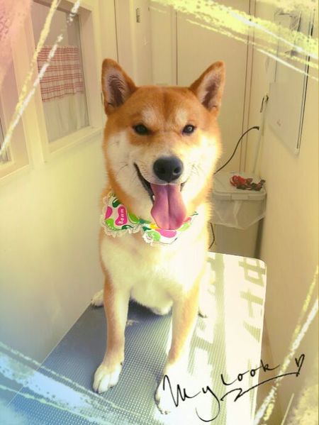 ６月１７日トリミング写真ぽんたろ