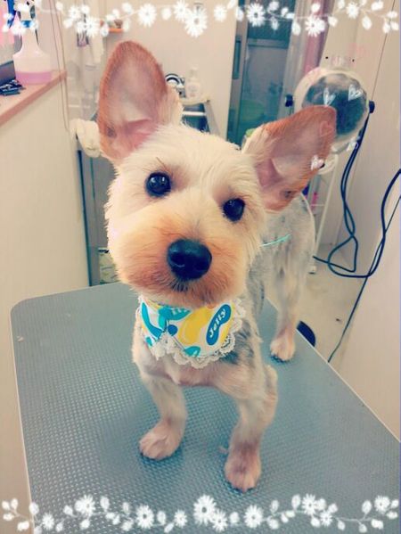 ６月１７日トリミング写真むぎ