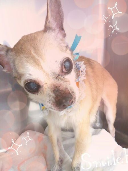 ６月１８日トリミング写真チップ