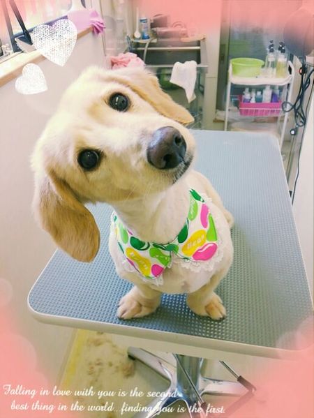 ６月１８日トリミング写真ドリー