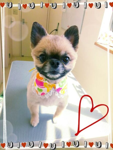 ６月１８日トリミング写真リリー