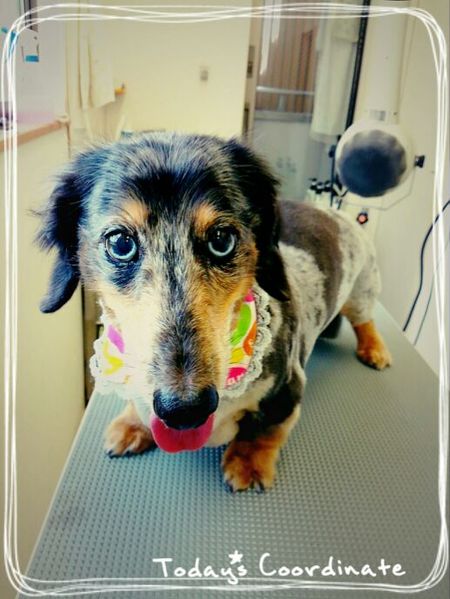 ６月２０日トリミング写真マーブル