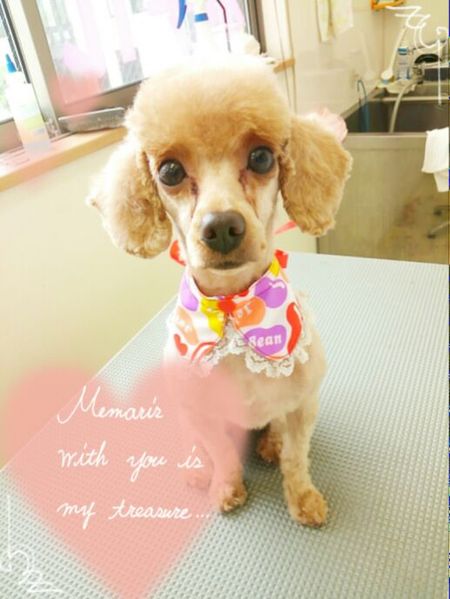 ６月２０日トリミング写真ぷぅい