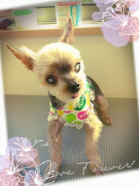 ６月２０日トリミング写真ポコ