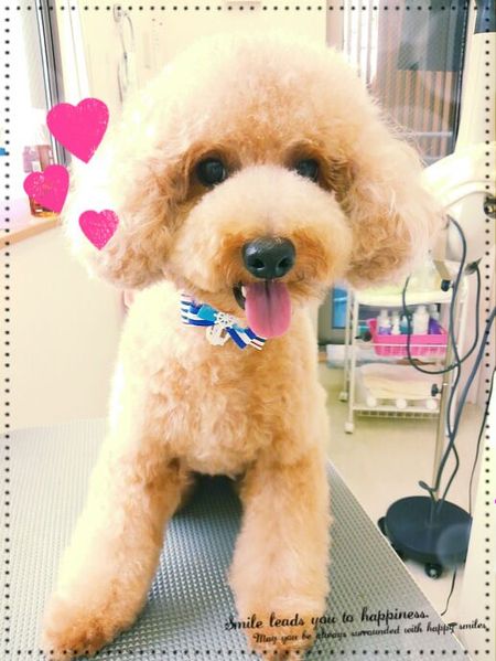 ６月２１日トリミング写真茶太郎