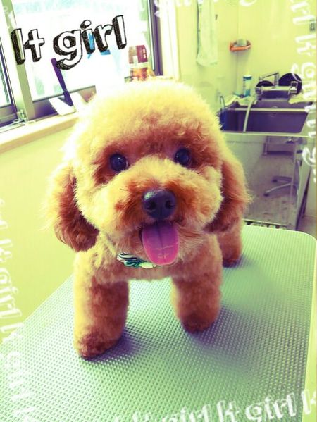 ６月２１日トリミング写真ぽん吉