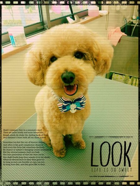 ６月２２日トリミング写真マロン