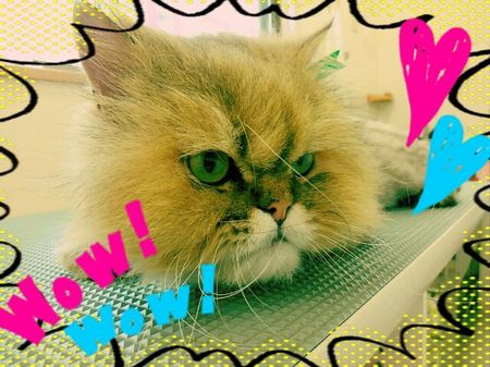 ６月２２日トリミング写真タロー