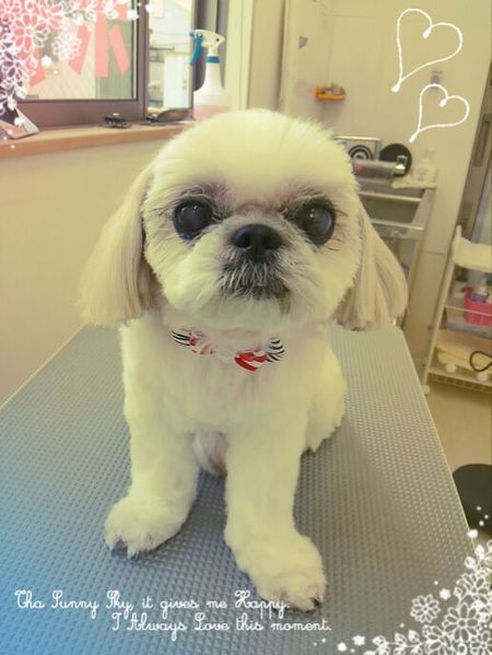 ６月２４日トリミング写真ひめ