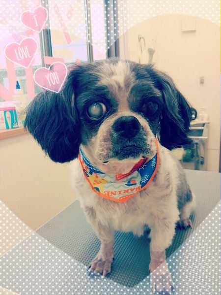 ６月２４日トリミング写真チーズ