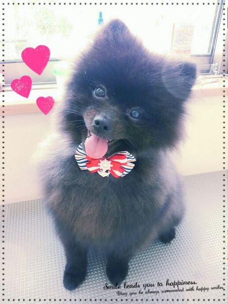 ６月２５日トリミング写真ゴア