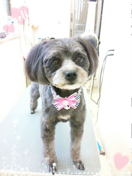 ６月２５日トリミング写真あんず